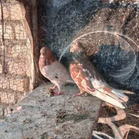 سرور‌پرشی|پرنده|پیر بکران, |دیوار