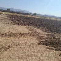 پیاز زعفران شش ساله