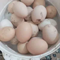 تخم مرغ نطفه دار