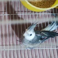 عروس هلندی البینو وایت فیس نر 1ساله جوان سخنگو|پرنده|بجنورد, |دیوار