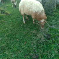 گوسفند حامله یک راس