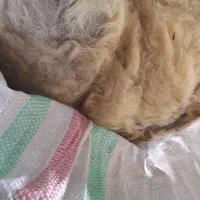 پشم گوسفند|رختخواب، بالش، پتو|بجنورد, |دیوار