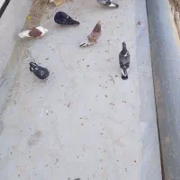 11تا|پرنده|میبد, |دیوار