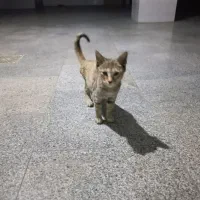 واگذاری بچه گربه