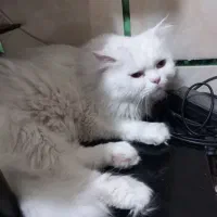 پرشین کت ماده سفید