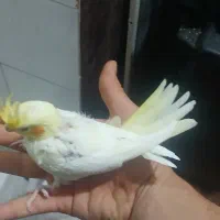 جوجه عروس هلندی