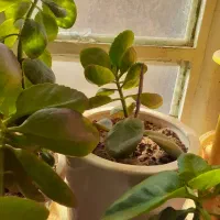 گل طبیعی|گل و گیاه طبیعی|اصفهان, قائمیه|دیوار