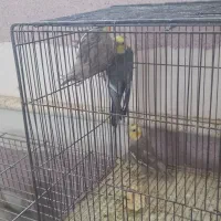 فروش عروس هلندی|پرنده|یزد, |دیوار