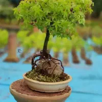 بونسای افرا و پیرکانتا|گل و گیاه طبیعی|تهران, امیرآباد|دیوار