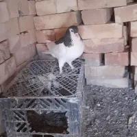 کبوتر دمگیر