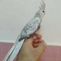 عروس هلندی|پرنده|رشت, حومه رشت|دیوار