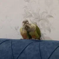 پرنده گرینچگ|حیوانات|قم, ولیعصر|دیوار