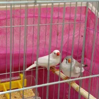 جفت فنچ مولد|پرنده|بوکان, |دیوار