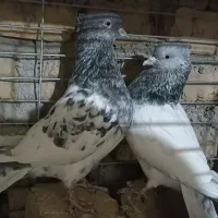 کبوتر نقش اردکان