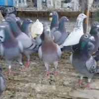 پلاکی|پرنده|اهواز, بهارستان|دیوار