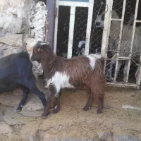 چپیش نر|حیوانات مزرعه|چگنی, |دیوار