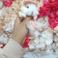 خرگوش های مینی لوپ عروسکی|موش و خرگوش|مشهد, چهاربرج|دیوار