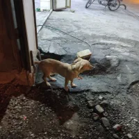 سگ پا کوتاه