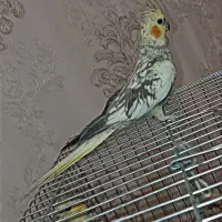 یک جفت عروس هلندی لوتیتو ابلغ|پرنده|شیراز, کوشک میدان|دیوار