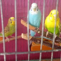 3عدد مرغ عشق|پرنده|هشتگرد, |دیوار