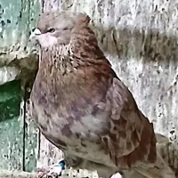 نر سرور کاکلی