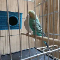 ۲ مرغ عشق نر سالم سرحال با قفس و لوازمات ۲ ک ارزن