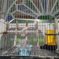 قناری سفید نر