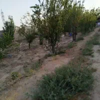 باغ-قیمت-مناسب