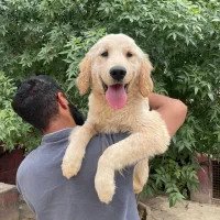 توله گلدن رتریور ۵ ماه|سگ|تهران, صادقیه|دیوار
