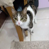 یک عدد گربه لوس وزیبا و شناسنامه دارواگذارمیشود