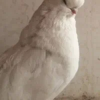 کبوتر|پرنده|بروجن, |دیوار