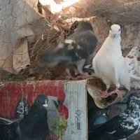 20عدد کبوتر|پرنده|سمنان, |دیوار