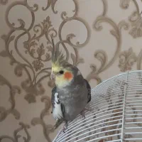 عروس هلندی دستی و رام بازیگوش|پرنده|اردبیل, |دیوار