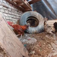 خروس گلین .لاری .چهل تاج وسلطان