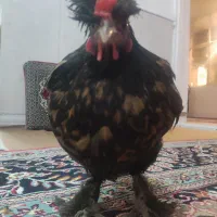 تعدادی مرغ و خروس لهستانی سلطان بفروش می رسد|حیوانات مزرعه|قم, آذر (نکویی)|دیوار