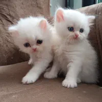 مجموعه میوهاپ/ خرید گربه برتیبش و اسکاتیش و پرشین|گربه|مشهد, سجاد شهر|دیوار