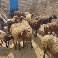 گوسفند با بره