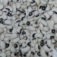 لوبیا چشم بلبلی