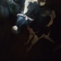 گاو|حیوانات مزرعه|ارمند, |دیوار