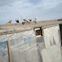 کبوترکله سفید