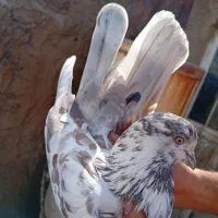 کفتر|پرنده|قم, وادی السلام|دیوار