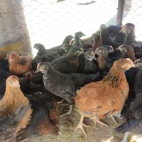 جوجه گلپا یگان