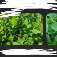 یونجه چین دوم