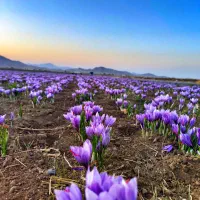 زعفران ارگانیک