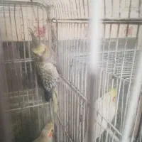 سه عدد عروس هلندی بالغ|پرنده|مشهد, عیدگاه|دیوار