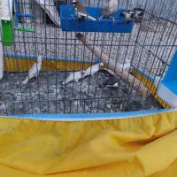 9عدد فنچ نروماده روی هم لپ سیاه بنگالی زبرا