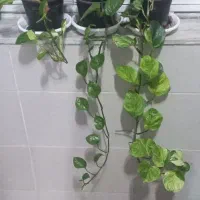 گلهای زیبا|گل و گیاه طبیعی|رشت, آب آسیاب|دیوار