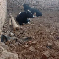 گاو نرینه