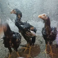 جوجه لاری|حیوانات مزرعه|مهدی شهر, |دیوار