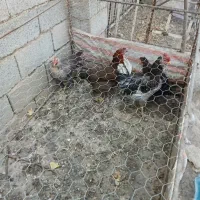 خروس گلین طوسی جوان